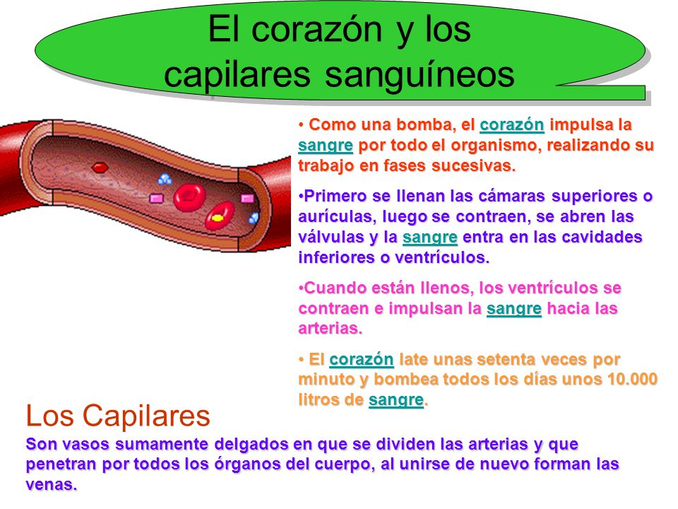 Lleva sangre que cuerpo corazón la del lo al